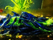 10 1 Blue Dream Shrimps Live Freshwater Shrimp Aquarium Neocaridina Inverts RCS