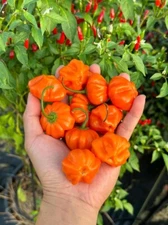 Brazilian Starfish Orange Pepper Seeds 