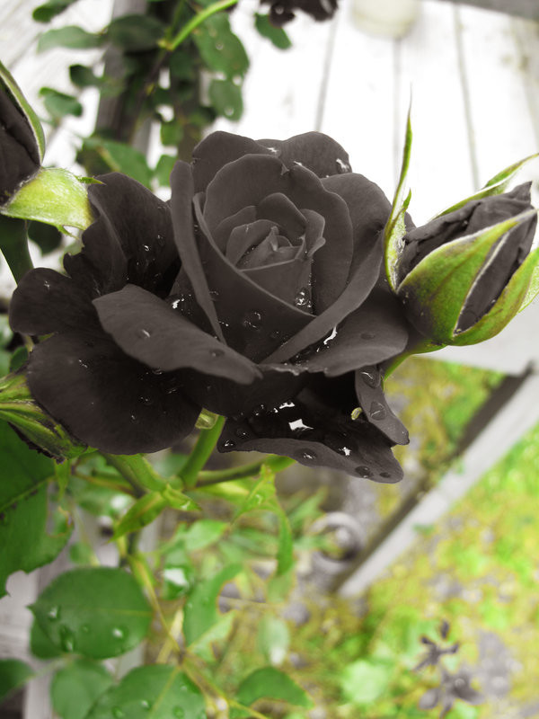 50 Black Rose Rare Flower Seeds, Exotic Black Rose Home Garden Plant