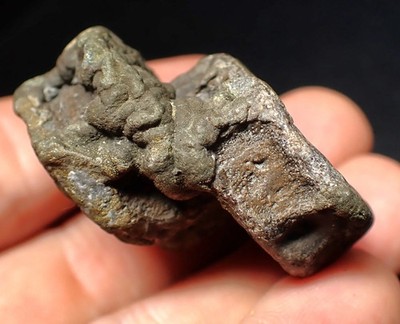 Fossil Doppel Ichthyosaurier Knochen (Wirbel) Lyme Regis (44 mm) Jura Marine UK