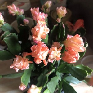Schlumbergera Wild Apricot Schlumbergera Wild Weihnachtskaktus Apricot - 11  Cm Topf - Pflegeleichter Blattkaktus Mit Fantastischen Blten