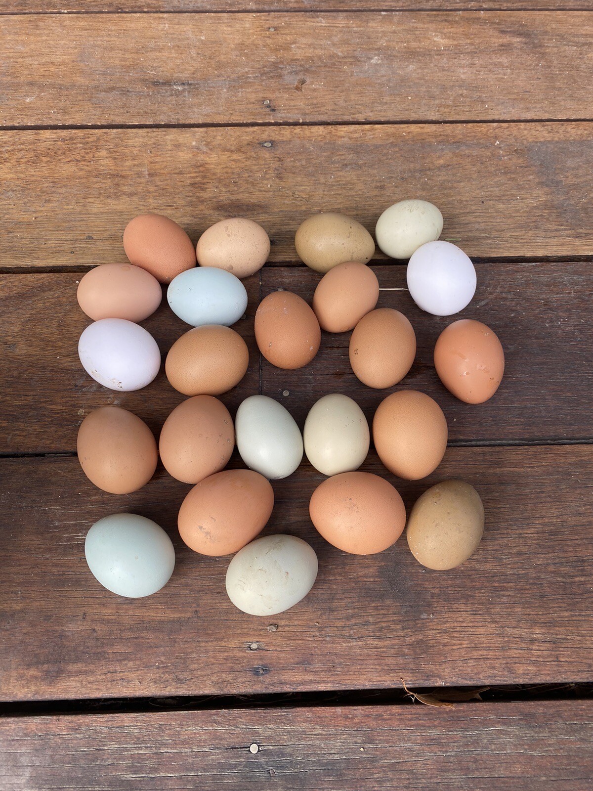 18+ Colorful Assorted Barnyard mix Chicken Hatching Eggs eBay
