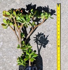 Crassula Ovata 28"H~30"H Jade Plant Tree Stumps In 12"H Tree