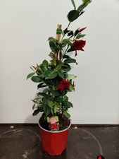 2L Mandevilla Rio Grande Red Tropical Plant Indoor or Summer Outdoor