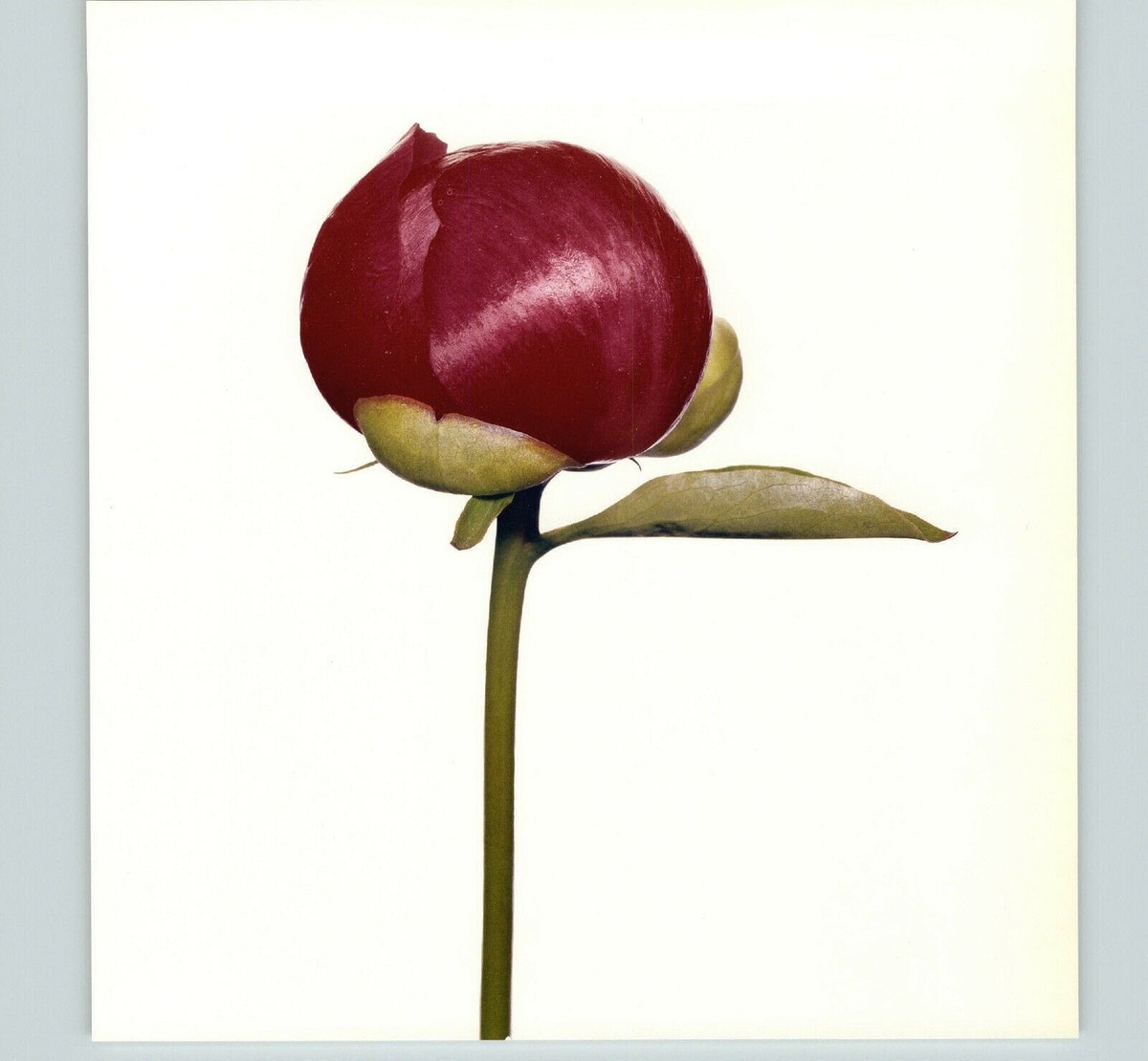 1980 Irving Penn ORIGINAL Hari-Ai-Nin Peony Bud Flower Art