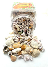 Assorted Shells for Crafts 3LBS 4OZ - Small/Medium Natural Shells
