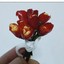 lina_4750