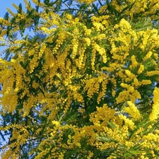 Acacia Dealbata Tree Live Plant in Gal pot, Silver Wattle Mimosa Fragrant Bush