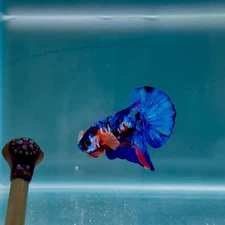 Koi Multicolor S18 Plakat - Male Betta