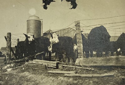 Mokena Illinois Photograph Picture Cows Farm Agriculture 1940 s Photograph Pic