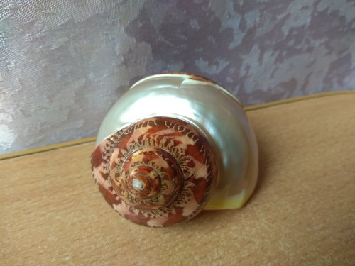 PEARL NAUTILUS SEA SHELL BEACH DECOR NAUTICAL TROPICAL REEF CORAL Dolphin - Picture 5 of 7