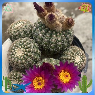 Multi-Head Succulent Notocactus uebelmannianus cactus Cacti Succulentplant 8-9CM