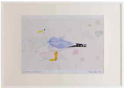 A3 Gemeine Möwe erwachsenes Brutgefieder Aquarell limitierte Auflage Bild gerahmt