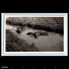 Old Vintage Photo OX OXEN IN WATERING HOLE