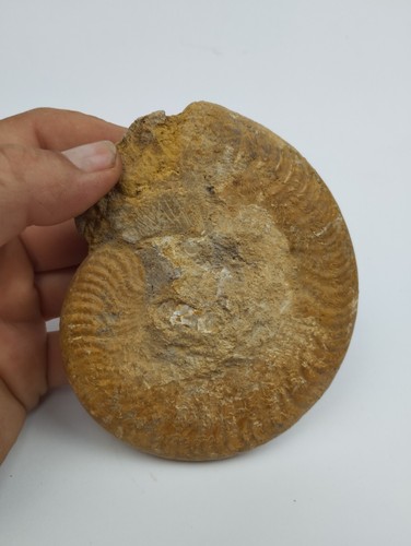 Ammonite Harpoceras Cures Sarthe France Toarcien 120mm amonite Fossile - Picture 3 of 5