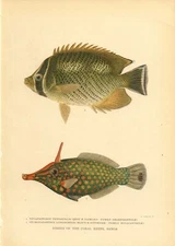 Rare 1900 Chromolithograph Hoen Fish Print ~ Tropical Fish ~
