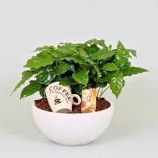 Coffee plant Coffea arabica nana 18 seeds+ FREE REUSABLE PLANT