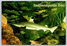 Postcard Blacktip Shark Indianapolis Zoo Indiana Carcharhinus limbatus Aquarium