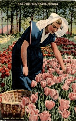 Nelis Tulip Farm, Holland, Michigan, C. H. Geerlings Shaw News Postcard