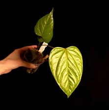 Anthurium revacatum - Aroid - Houseplant/Terrarium Plant - P0313