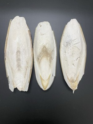7'' Natural Cuttlebone Cuttlefish Bone Bird Reptile Turtle Calcium - 7 inch