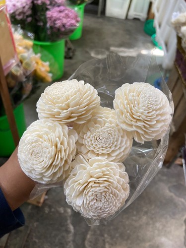 Dried white sola - 第 1/1 張圖片