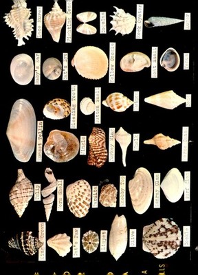 Florida, Dodson's Shell Shop, Hawthorne, N. J., Miami, Florida. Postcard