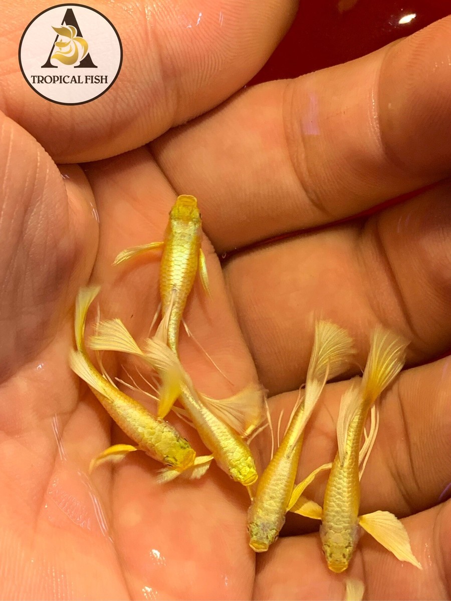 Live Aquarium Guppy Fish – Trio Of Full Gold High Quality Guppies, US-Bred Beginner Friendly