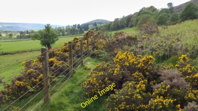 Photo 12x8 Field Boundary on Hillfoot Hill Dollar  c2014