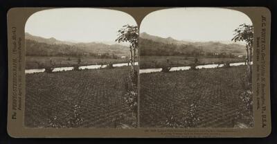 Jamaica Golden Vale banana plantation and the Rio Grande River, - - Old Photo