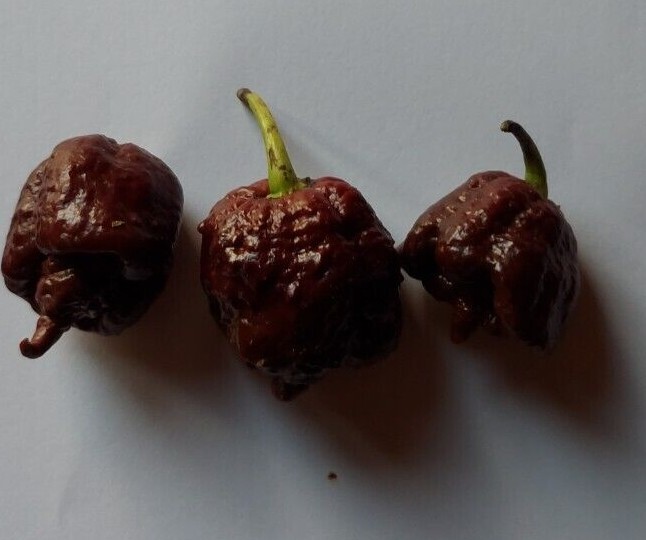 Semillas de pimiento Carolina Reaper más picante del mundo