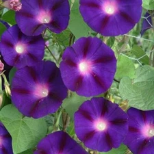Morning Glory GRANDPA OTT Purple Climbing Vine 15' Heirloom Non-GMO 100 Seeds!