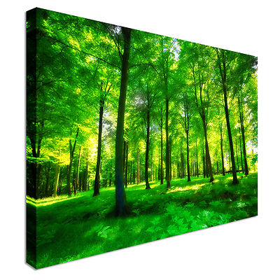 Sonnenlicht in einem grünen und üppigen Wald Leinwand Wandbild Bild Druck
