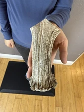1  Whole MOOSE ANTLER BILLET  Shed FLINT KNAPPING Horn KNIFE HANDLE