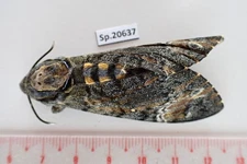 SP20637. Unmounted Insects: Acherontia sp. Vietnam North.