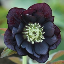 Pack of 3 Hellebore 'Double Ellen' BlackEstablished Plants in 9cm Pots