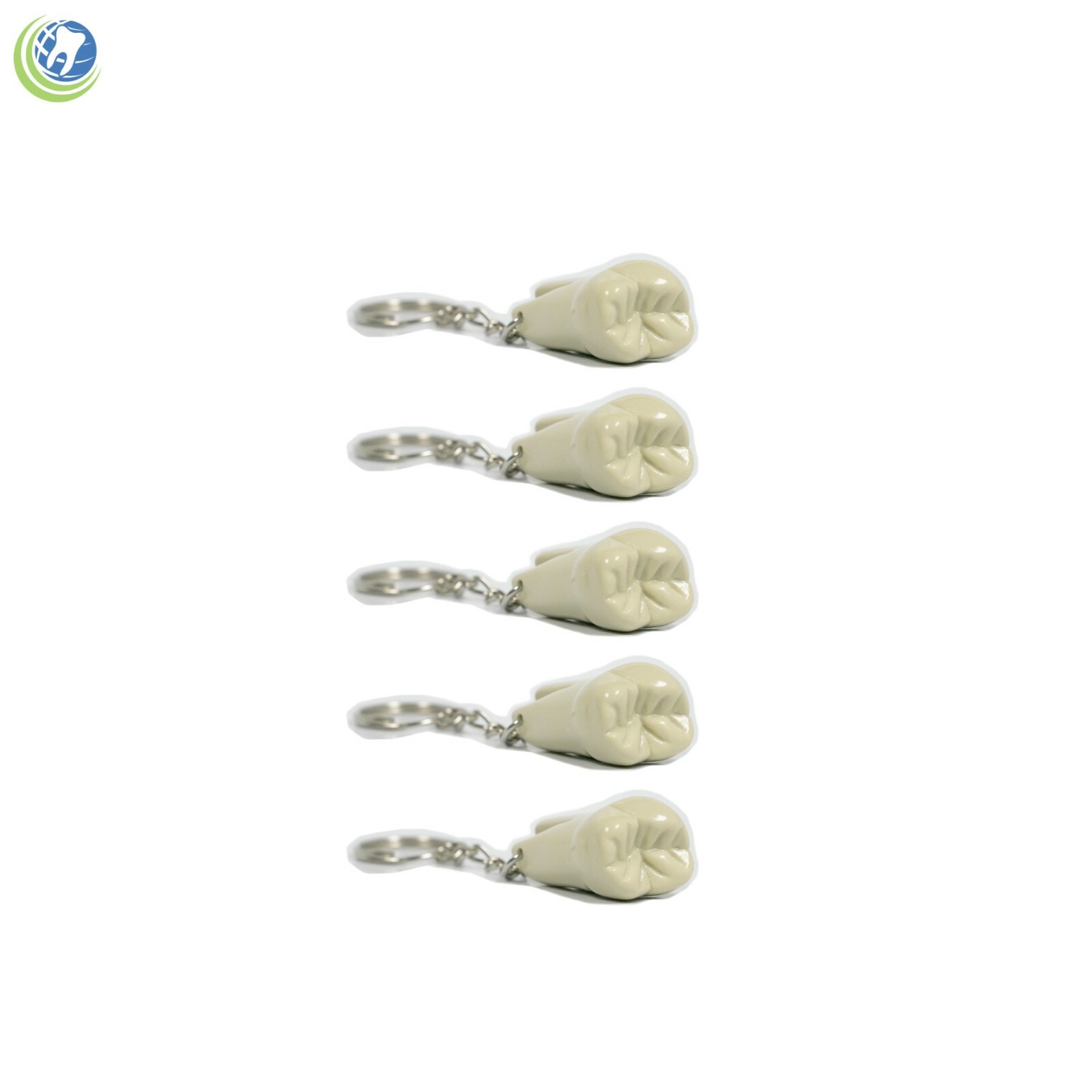 5X Molar Shaped Anatomical Tooth Keychain Gift Dental Student Hygienist