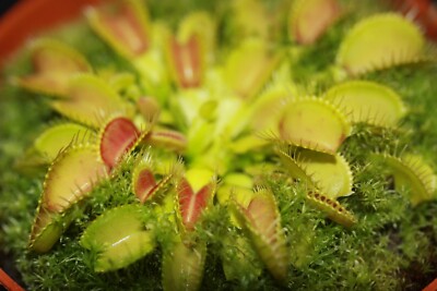 Fleischfressende Pflanze, Jung, Venusfliegenfalle, Dionaea muscipula, 2-4cm groß