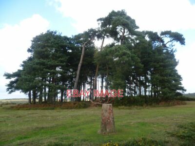 FOTO CAMP HILL CLUMP ASHDOWN FOREST ASHDOWN FOREST IST EINE EHEMALIGE MITTELALTERLICHE JAGD