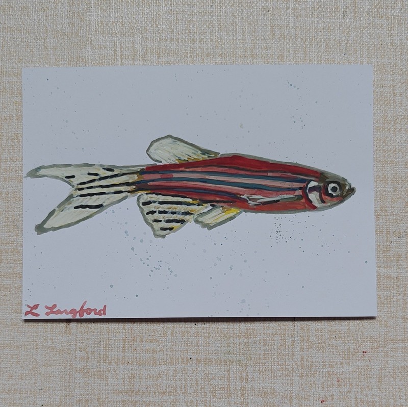 Original Zebra Danio Painting Fish Laura Langford Signed Paper Art 2025