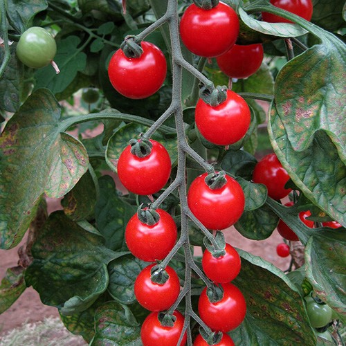 Vegetable - Tomato Seeds - Premium Quality 10 Varieties - Free Postage 1st Class - Picture 14 of 34