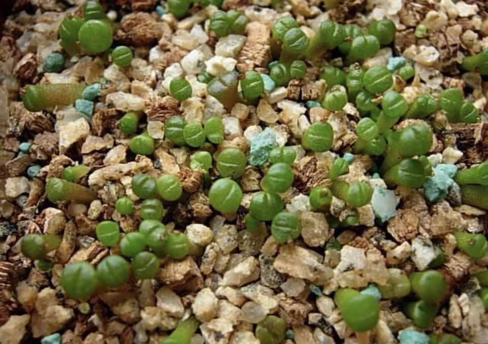 150 semillas de litopo mezcla + kit de plántulas Foto 4 de 4