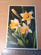 Postcard 1660 narcissus pseudonarcissus - Yellow daffodil narcissus - Juno