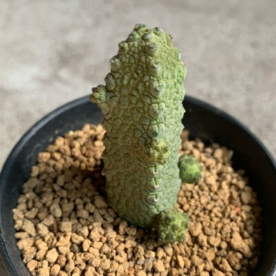 3CM Succulent Cactus Plant Pseudolithos Migiurtinus Hybrid Asclepiadaceae Rare
