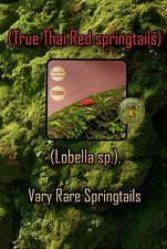 15  Thi Red Springtails   Care Kit included 