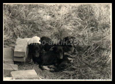 Foto, Rassehundeschau Erzgeb., Teckel im Adlersgrund, Züchter Lindner4 5026-1229