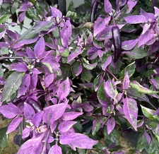 Dreamcatcher x Jalapeno Farmers Market Potato- Variegated Unique Pepper Seeds