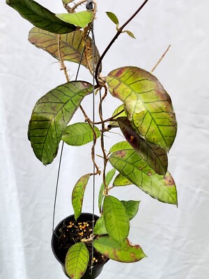 【専用】Hoya sp. Gunung Gading など Hoya sp gunung gading [RJ0129] 1 pot ,1 plant , 16-18 inches | eBay