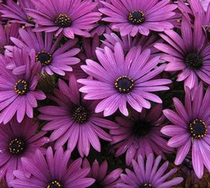Download Rare Purple Osteospermum Potted Flowering Plants Blue ...