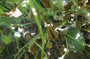 50 Samen Kiwano Horngurke Stachelgurke Ebay